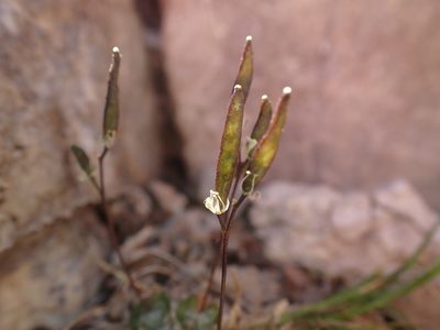 Draba lonchocarpa, photographed by Martin Purdy