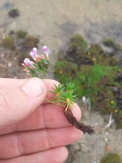 Limonium kraussianum, photographed by Brian du Preez