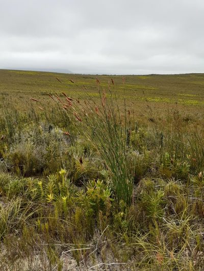 Ceratocaryum argenteum, photographed by Brian du Preez