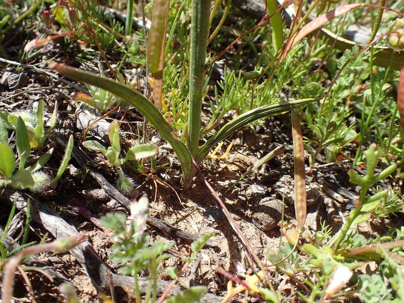 Geissorhiza heterostyla, photographed by Mahomed Desai