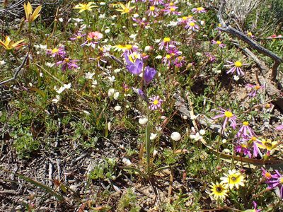 Geissorhiza heterostyla, photographed by Mahomed Desai