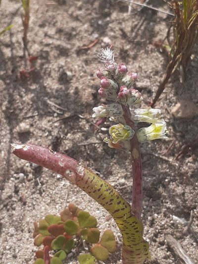 Lachenalia variegata, photographed by Brian du Preez