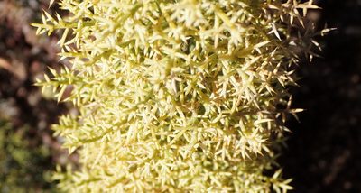 Asparagus oliveri, photographed by Nicola van Berkel