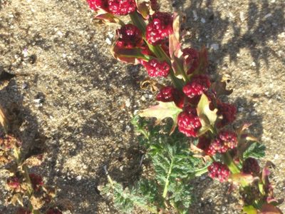 Blitum virgatum, photographed by Michel Langeveld