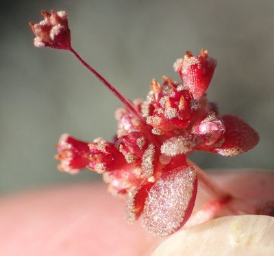 Crassula umbellata, photographed by Nicola van Berkel