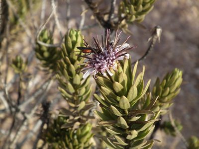Plazia daphnoides, photographed by Aira Francisca Faúndez Fallau