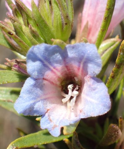 Lobostemon decorus, photographed by Nicola van Berkel