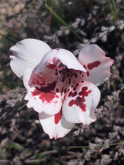 Gladiolus variegatus, photographed by Brian du Preez