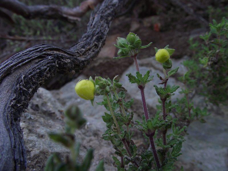 Calceolaria inamoena, photographed by Aira Francisca Faúndez Fallau
