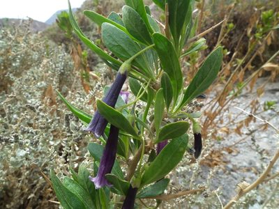 Dunalia spinosa, photographed by Aira Francisca Faúndez Fallau