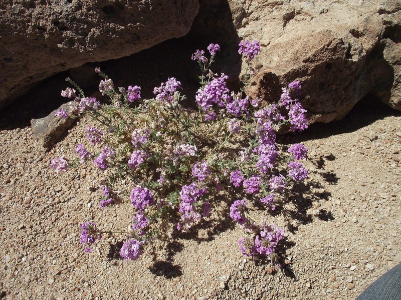 Verbena gynobasis, photographed by Aira Francisca Faúndez Fallau