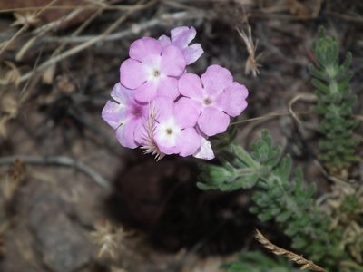 Verbena gynobasis, photographed by Aira Francisca Faúndez Fallau