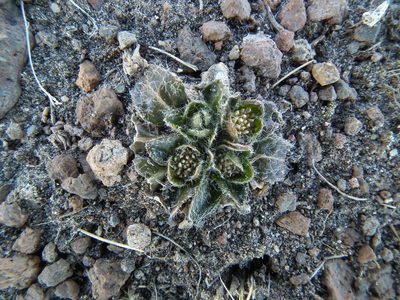 Gomphrena meyeniana, photographed by Aira Francisca Faúndez Fallau