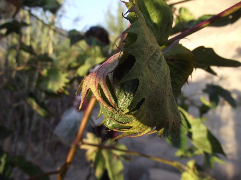 Gossypium barbadense, photographed by Aira Francisca Faúndez Fallau