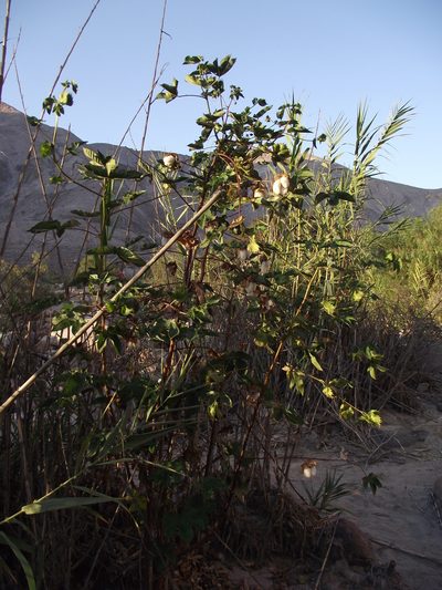 Gossypium barbadense, photographed by Aira Francisca Faúndez Fallau