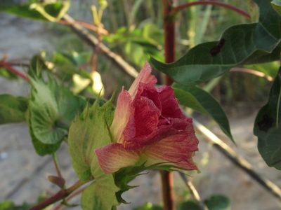Gossypium barbadense, photographed by Aira Francisca Faúndez Fallau