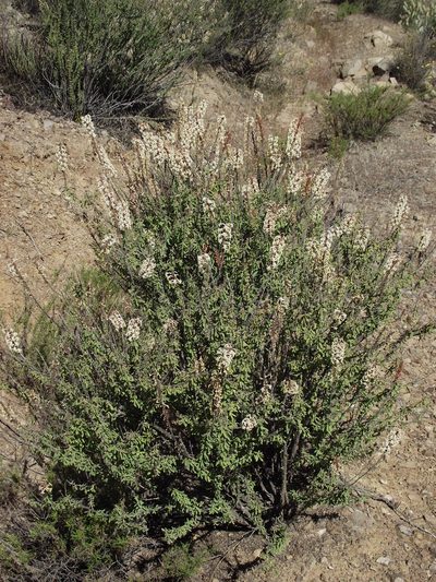 Mulguraea arequipensis, photographed by Aira Francisca Faúndez Fallau