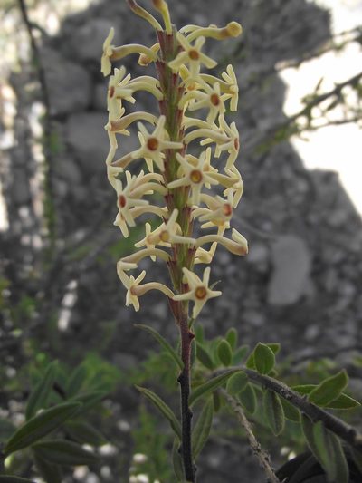Mulguraea arequipensis, photographed by Aira Francisca Faúndez Fallau