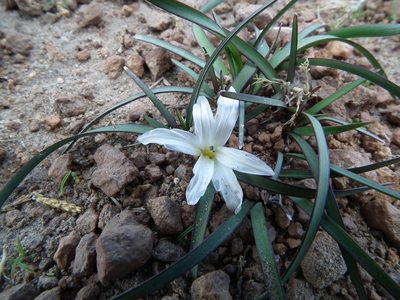 Olsynium acaule, photographed by Aira Francisca Faúndez Fallau
