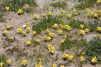 Romulea citrina, photographed by Tony Rebelo
