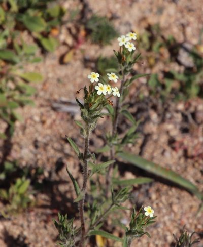 Zaluzianskya benthamiana, photographed by Tony Rebelo
