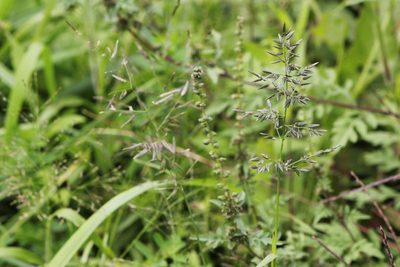 Eragrostis cilianensis, photographed by Quinten Wiegersma