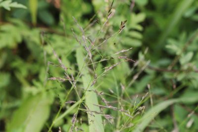 Eragrostis pectinacea, photographed by Quinten Wiegersma