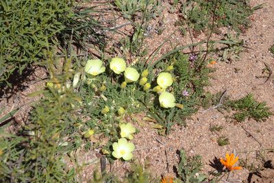 Grielum humifusum, photographed by Tony Rebelo
