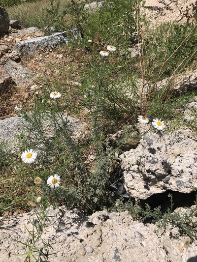 Erigeron oreophilus, photographed by CK2AZ