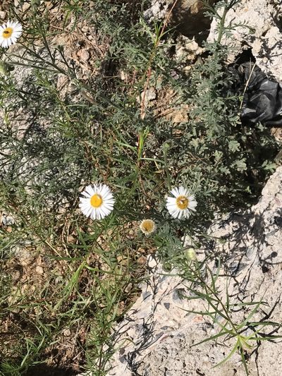Erigeron oreophilus, photographed by CK2AZ