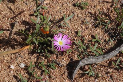 Cleretum hestermalense, photographed by Tony Rebelo