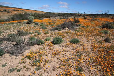Ursinia cakilefolia, photographed by Tony Rebelo