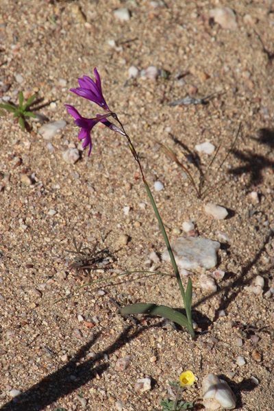 Ixia ramulosa, photographed by Tony Rebelo