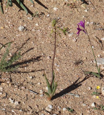 Bulbine praemorsa, photographed by Tony Rebelo