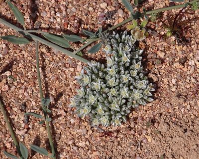 Limeum africanum, photographed by Tony Rebelo