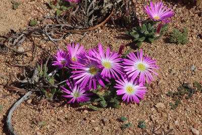 Cleretum hestermalense, photographed by Tony Rebelo