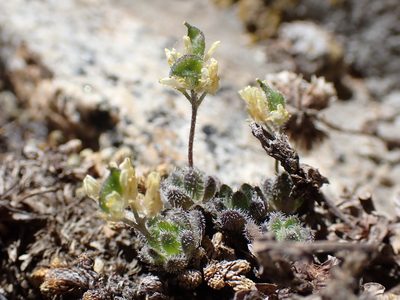Draba lemmonii, photographed by Martin Purdy