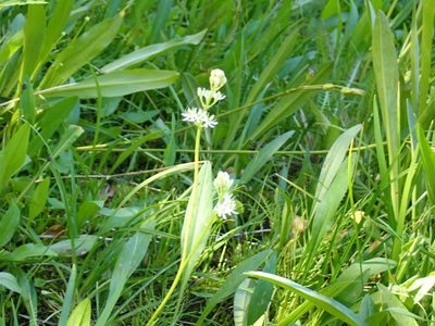 Triantha occidentalis, photographed by John Brew