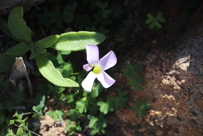Oxalis comosa, photographed by Tony Rebelo