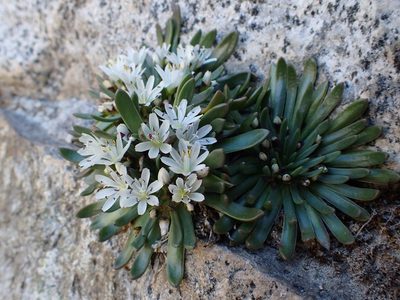 Lewisia pygmaea, photographed by Martin Purdy