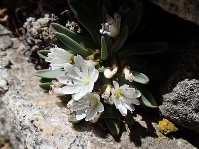 Lewisia pygmaea, photographed by Martin Purdy
