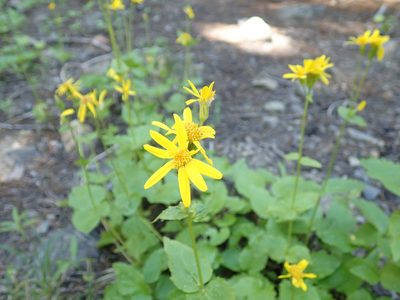 Arnica latifolia, photographed by John Brew