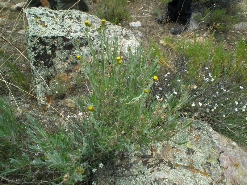 Senecio behnii, photographed by Aira Francisca Faúndez Fallau