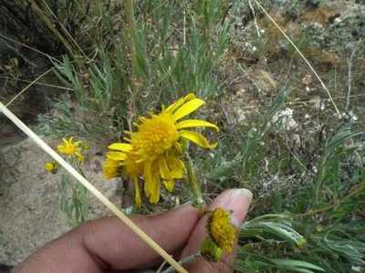 Senecio behnii, photographed by Aira Francisca Faúndez Fallau