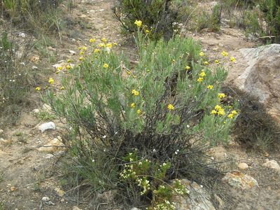 Senecio behnii, photographed by Aira Francisca Faúndez Fallau