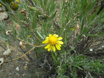 Senecio behnii, photographed by Aira Francisca Faúndez Fallau