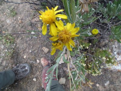 Senecio behnii, photographed by Aira Francisca Faúndez Fallau