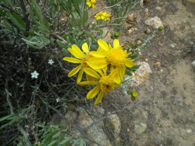 Senecio behnii, photographed by Aira Francisca Faúndez Fallau