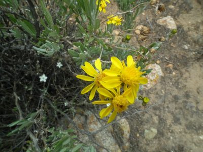Senecio behnii, photographed by Aira Francisca Faúndez Fallau