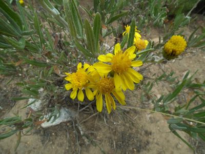 Senecio behnii, photographed by Aira Francisca Faúndez Fallau